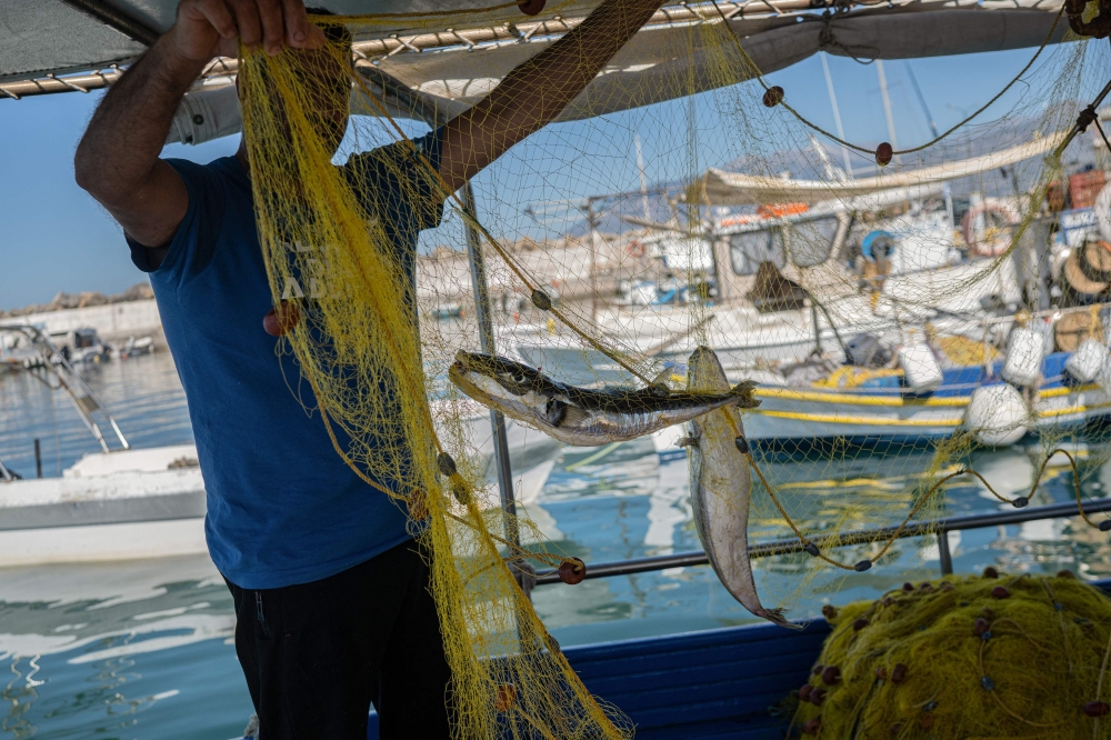 Toxic pufferfish batter Greece’s fishing industry, scientists hunt for greener purpose