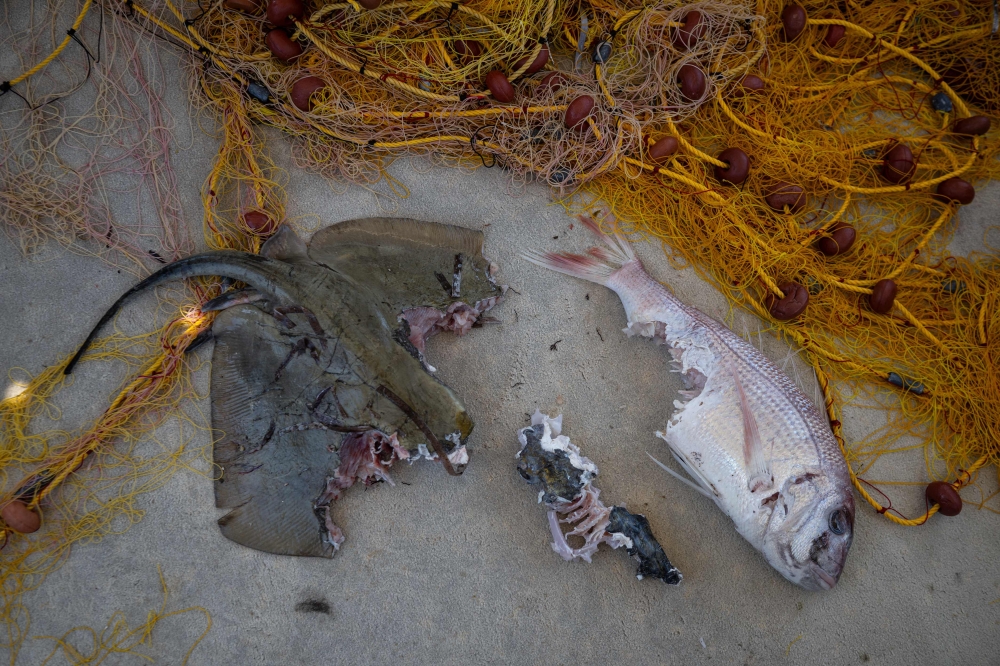 A red porgy (Pagrus pagrus) (right) and a ray (left) partially eaten by a pufferfish next to a fishing net, at the port of Ierapetra, on the island of Crete, on June 3, 2026. — AFP pic