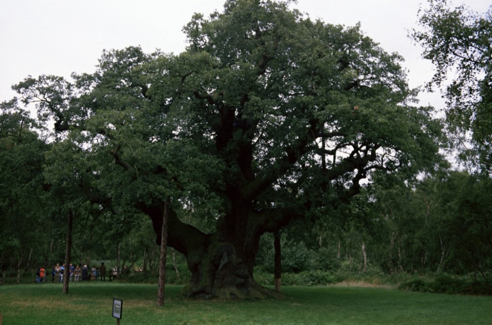One of Britain’s oldest trees — and Robin Hood’s legendary Sherwood refuge — may have died