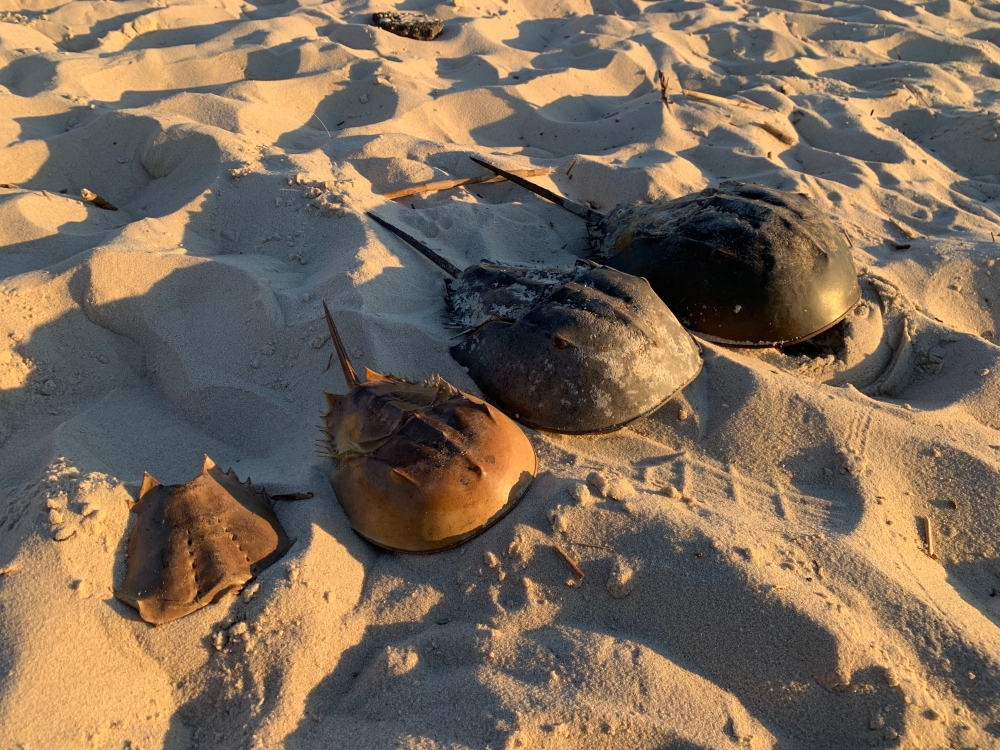 Horseshoe crabs’ survival triumph: Landings of ancient species in Malaysia increase by 14.44pc this year