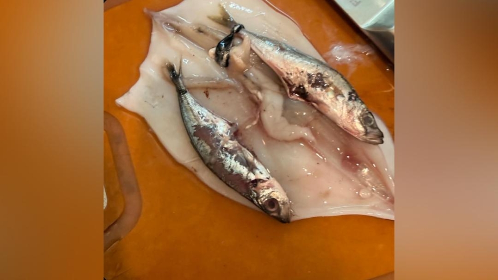 The Threads post, uploaded by user @Haiiiiyaa2025 together with photographs, alleged that two almost identical-sized basung fish were found inside the squid, raising suspicions that the seller had deliberately inserted them to increase the squid’s weight and earn a higher profit. — Picture via Threads