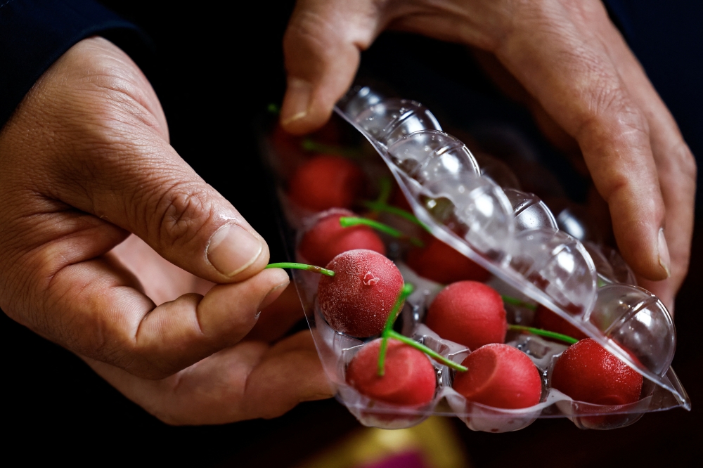 Li Fengshan, owner of foie gras producer Changhao Biotechnology Co, shows cherry-shaped foie gras desserts produced by his company during an interview with Reuters, in Huoqiu county, Anhui province, April 28, 2026. — Reuters pic