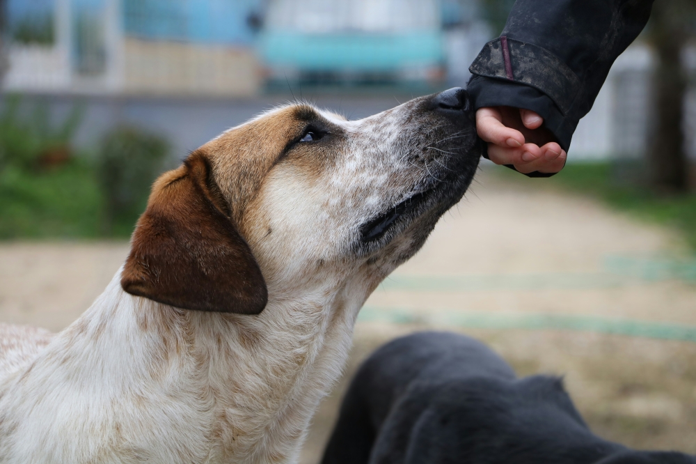 Animal welfare groups bring humane stray dog management drive to Seremban