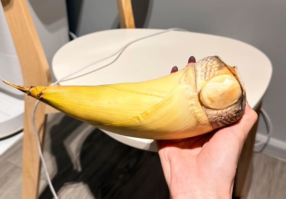 Not tusk luck! Thai traveller’s giant bamboo shoot mistaken for ivory by Bangkok’s Don Mueang Airport security (VIDEO)