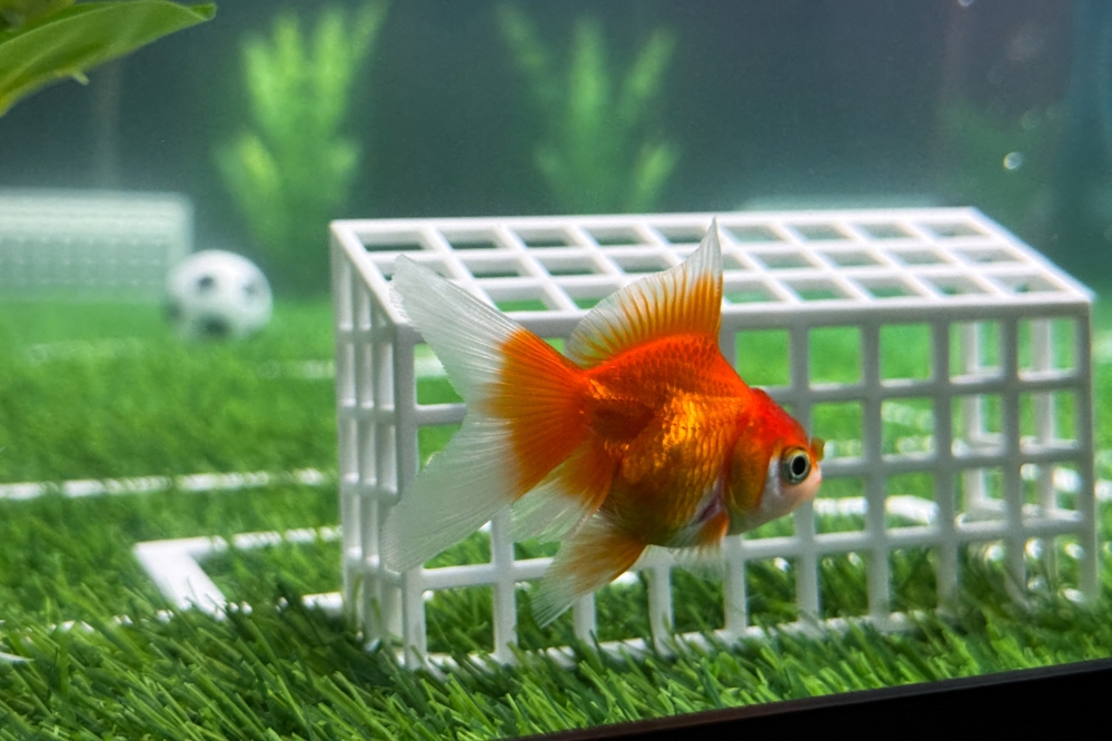 Schoolkids chant Swimbappe’s name as Toronto’s goldfish oracle splashes through World Cup fever