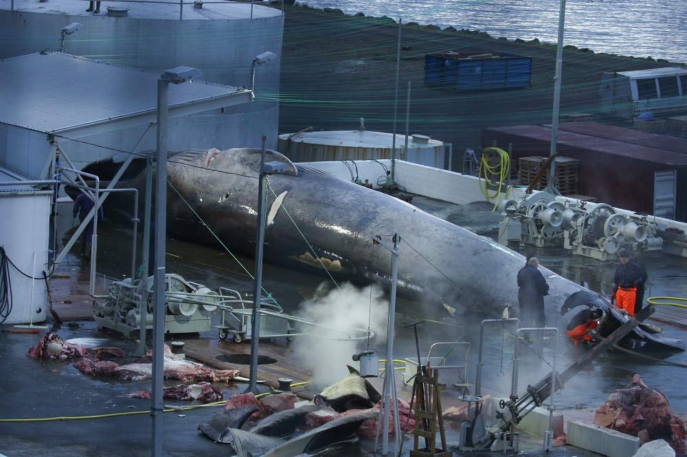 Iceland resumes whale hunt despite global outrage, activists condemn cruel slaughter for unwanted meat