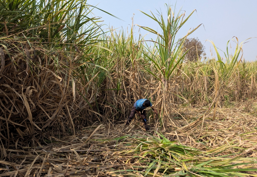 India may need to import sugar as El Niño and ethanol demand keep exports off the market for years