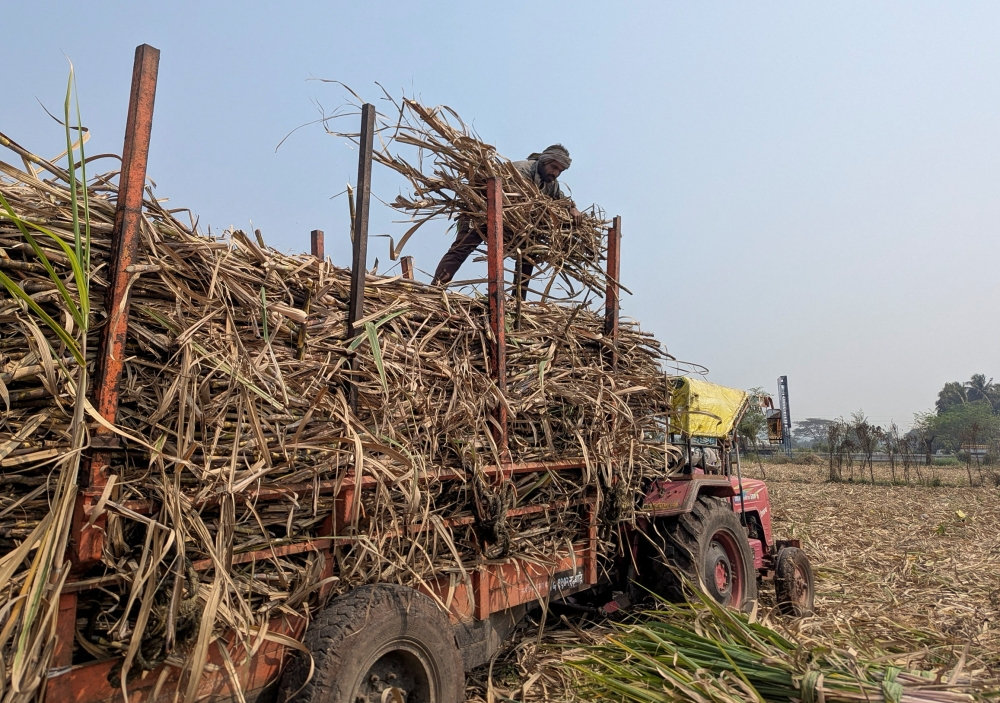 A man loads sugarcane onto a vehicle at a field in Kolhapur district, western state of Maharashtra, India February 17, 2026. — Reuters pic 