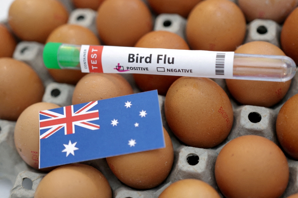 Australia confirms second H5N1 bird flu case in three days, vows to curb spread