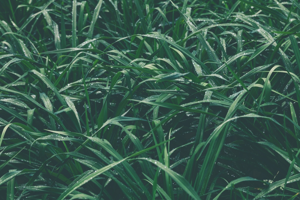 Before we declare victory and plant Napier grass across every marginal hectare, we need to talk about scale and stability. — Pexels pic