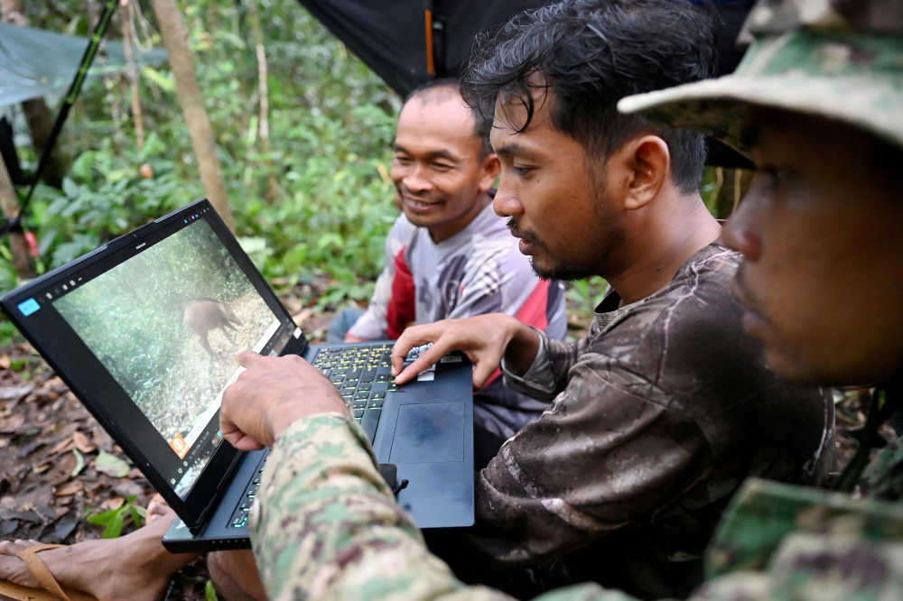 Hidden cameras and AI expose rare wildlife deep in Cambodia’s rainforest