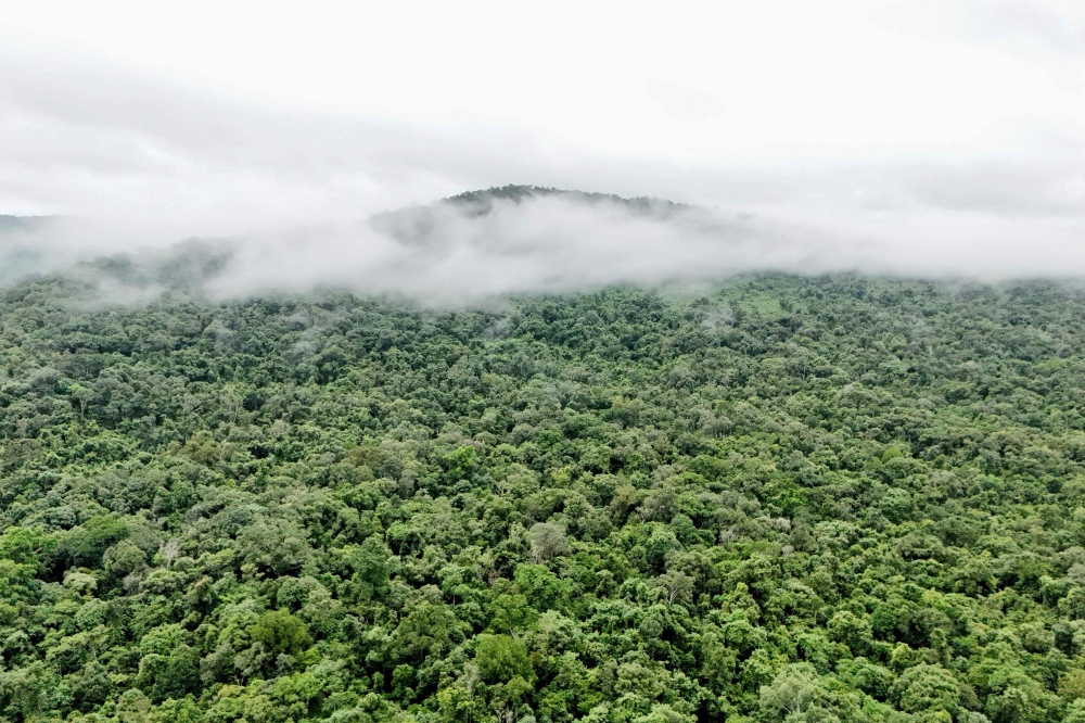 This aerial photo taken on June 10, 2026 shows the protected forest in the Central Cardamom Mountains in Koh Kong province. — AFP pic 