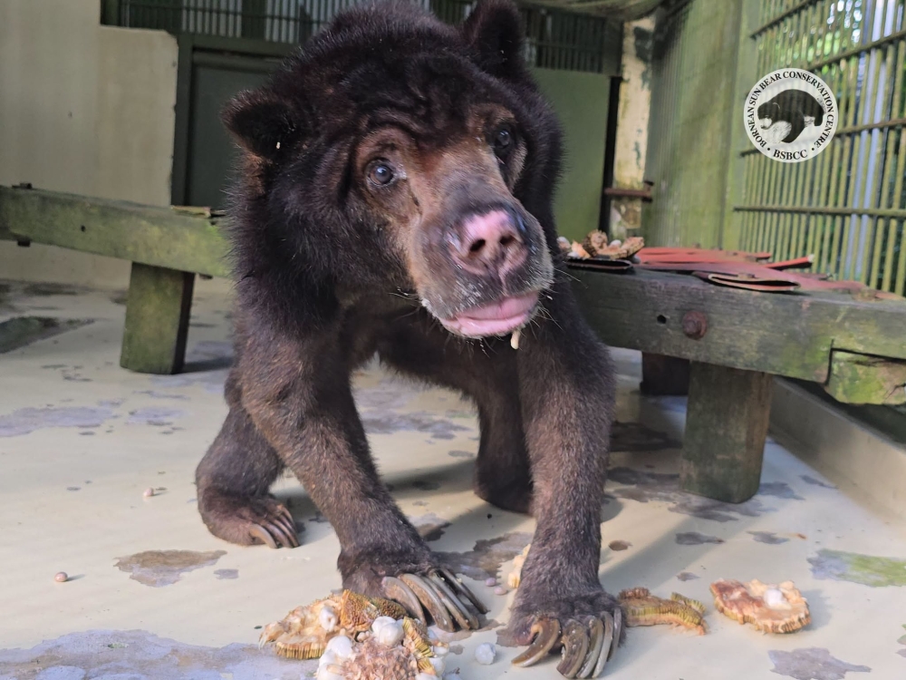 From plantation cage to conservation icon: Malaysia’s oldest sun bear Amaco dies at 33