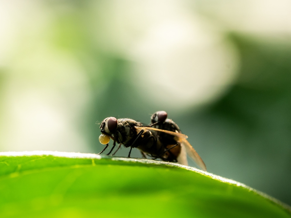 Mexico and US launch factory to breed sterile flies against screwworm outbreak