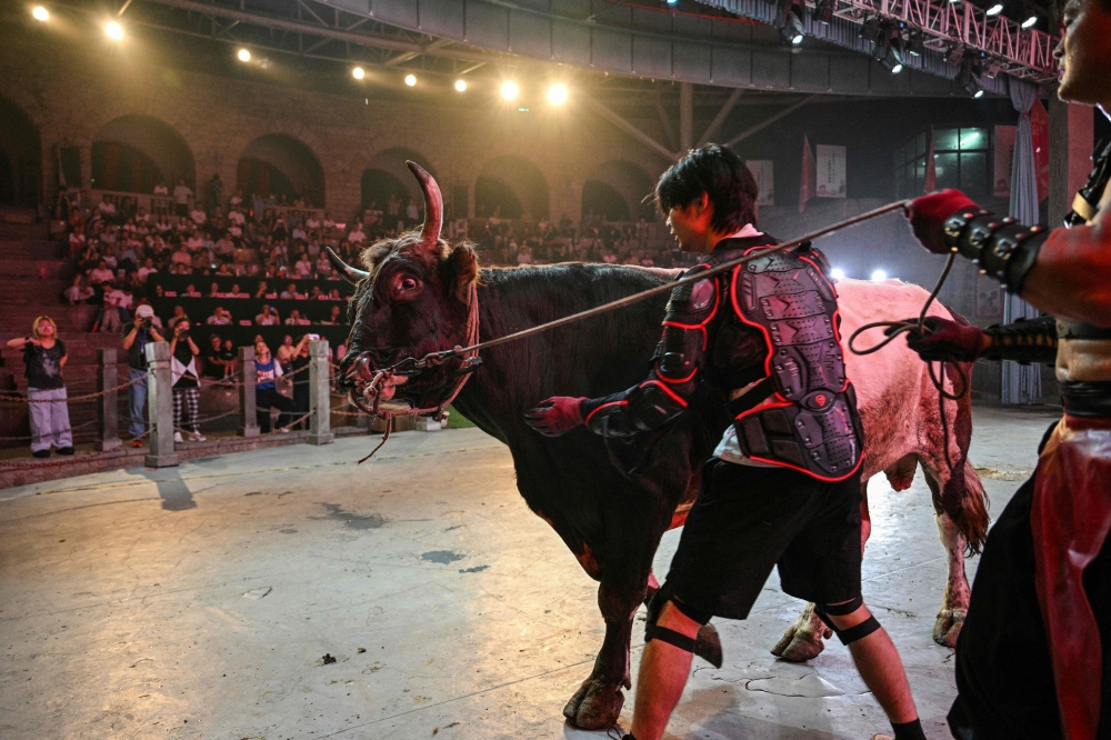 In eastern China, an ancient bull wrestling sport is battling for its future