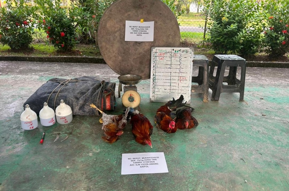 La police arrête quatre hommes, saisit des coqs et du matériel de jeu lors d'un raid contre les combats de coqs à Mukah