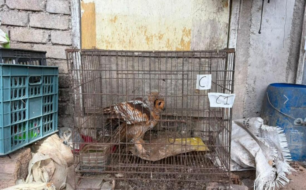 Teen suspect arrested in Kota Bharu raid as authorities seize RM20,000 red eagle, owls and musang pandan