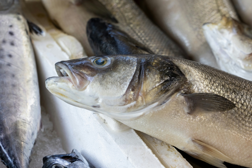 Can fish be vaccinated just by eating? NUS scientists targets deadly virus wiping out farm stocks