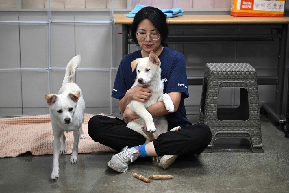 Where are they? Dogs disappear before South Korea meat ban