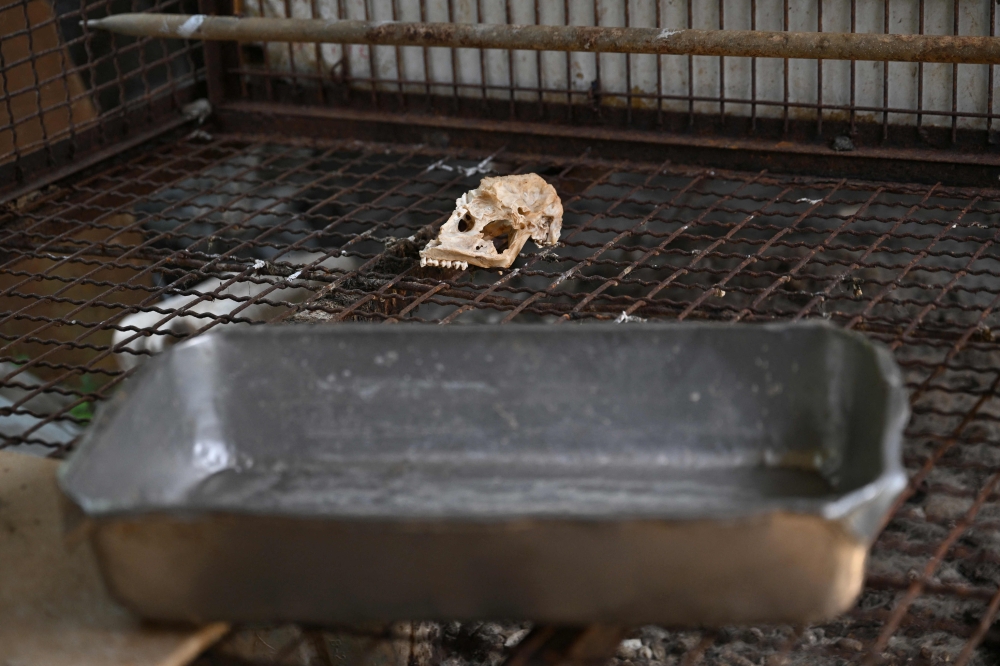 This picture taken on June 11, 2026 shows an animal skull lying inside an empty cage at an abandoned dog slaughter facility in Pyeongtaek. Electric prods rest against the wall near rusty cages containing dog skulls in an abandoned canine slaughterhouse in a South Korean town. The deserted site in Pyeongtaek, south of Seoul, offers a glimpse into an industry rapidly disappearing as South Korea's landmark dog meat ban enters into force next year. — AFP pic