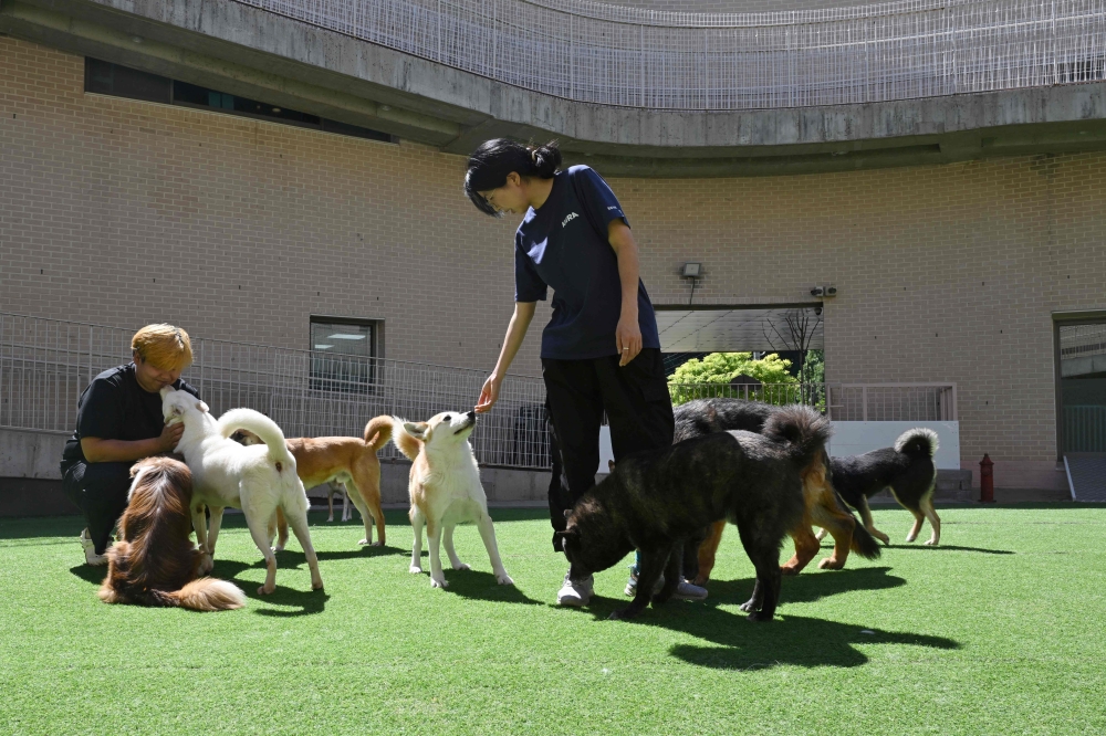This picture taken on June 23, 2026 shows animal rights activists playing with dogs rescued from dog slaughter facilities at an animal shelter run by the animal rights group 'KARA' in Paju. Electric prods rest against the wall near rusty cages containing dog skulls in an abandoned canine slaughterhouse in a South Korean town. The deserted site in Pyeongtaek, south of Seoul, offers a glimpse into an industry rapidly disappearing as South Korea's landmark dog meat ban enters into force next year. — AFP pic