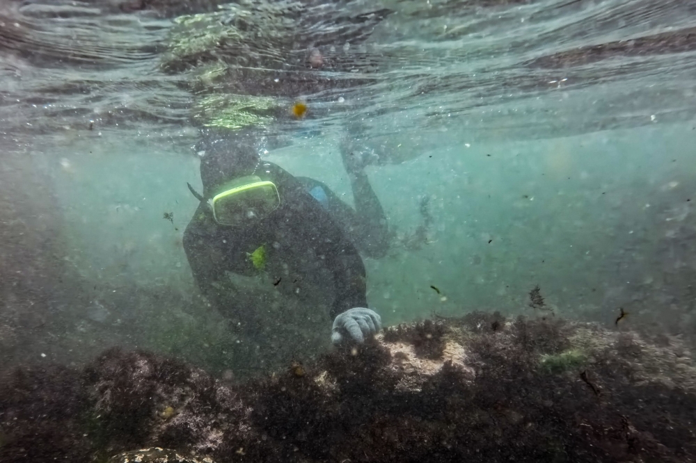 Wu Feng-chiao, 72, harvests gelidium algae, locally known as “stone flowers”, from rocks beneath the surface along the northeastern coast of Taiwan in Magang fishing village in New Taipei City on June 16, 2026. — AFP pic