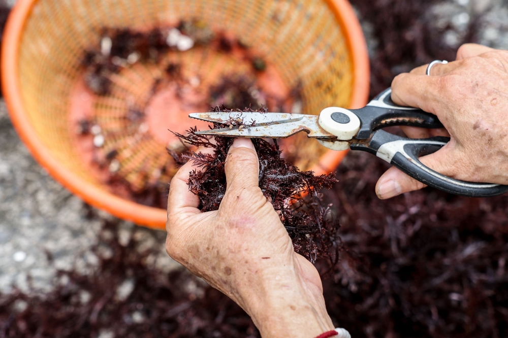 Wu Feng-chiao, 72, removes debris and other impurities from freshly harvested gelidium algae, locally known as “stone flowers”, outside her home in Magang fishing village in New Taipei City on June 16, 2026. — AFP pic