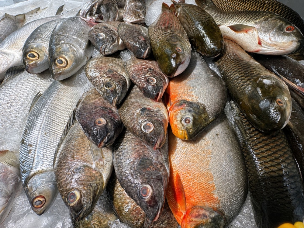 A variety of fresh local fish from kembung, mabong, tilapia, pacu, siakap and jelawat are displayed for sale at a supermarket. — Picture by Soo Wern Jun