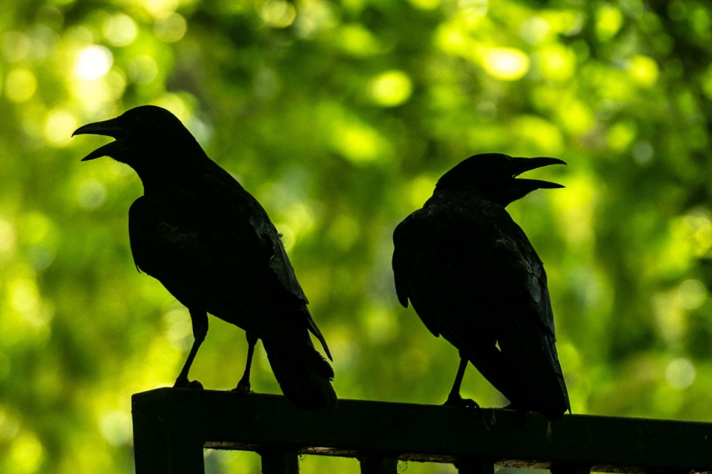 ‘I have no friends’: Man who freed trapped crows out of sympathy ends up behind bars in Singapore
