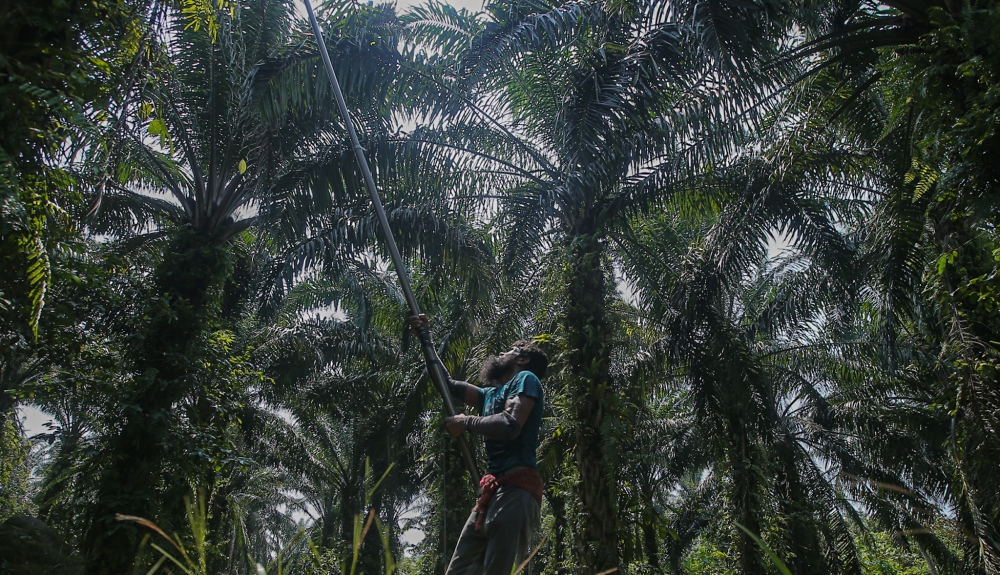 Wildlife attacks, pests caused over RM1.4m in farm losses in 2025-2026, deputy minister says
