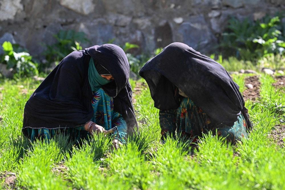 This photograph taken on June 8, 2026 shows Afghan women farmers Habiba (left) and her sister Bibi Jan working at a wheat field in the Eshtiwi village of Afghanistan’s Parun district. — AFP pic 