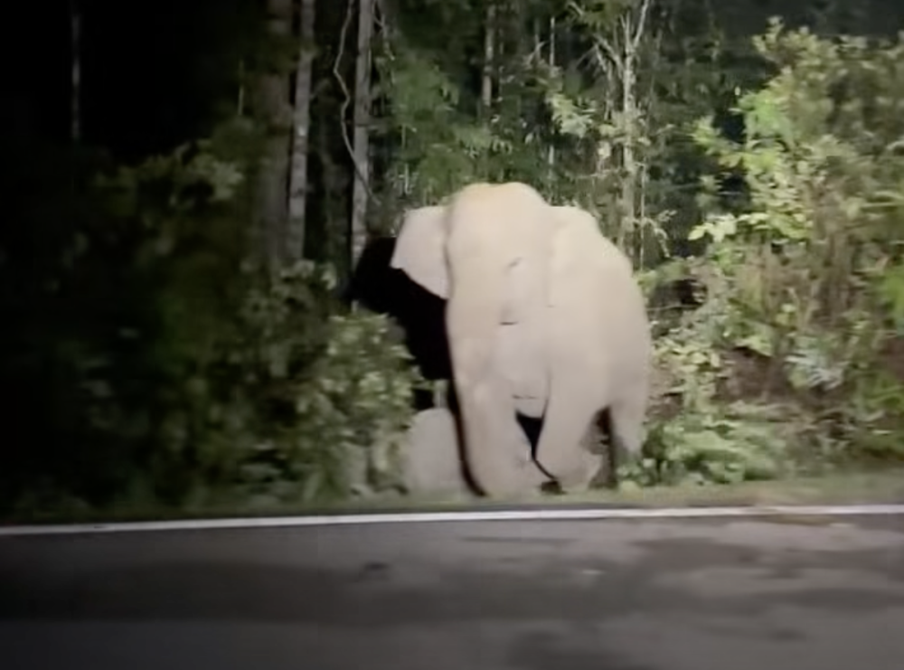 Heartbreaking scenes as mother elephant refuses to leave dead calf after fatal road collision in Mersing (VIDEO)
