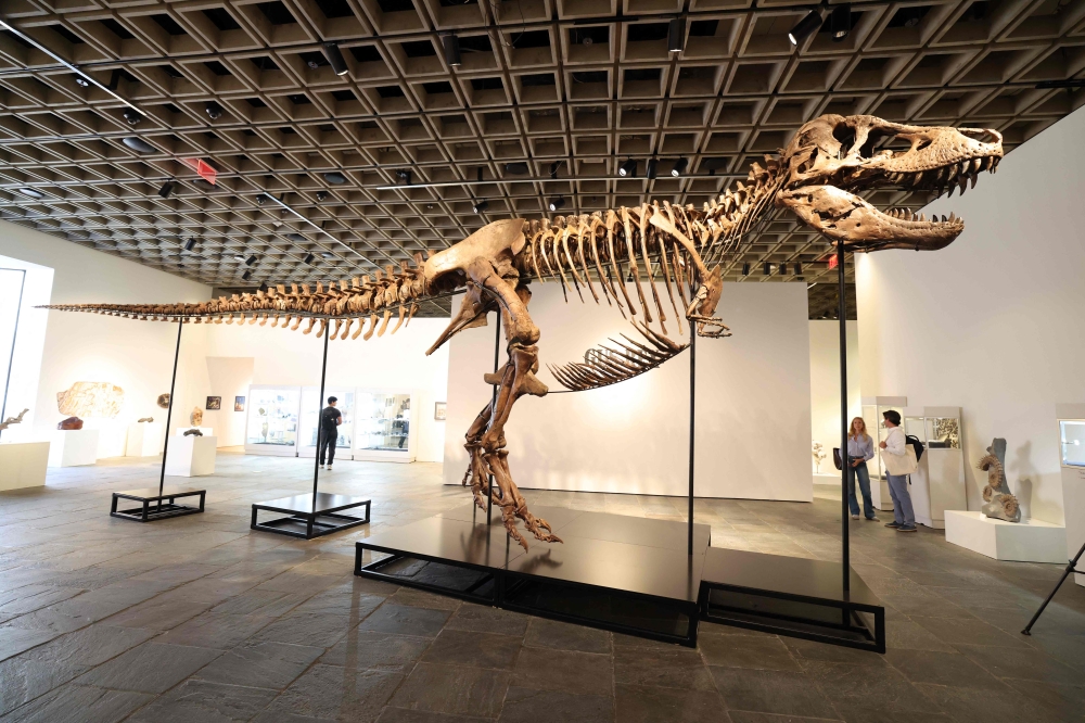 ‘Gus’ the T. rex, among the most complete ever found, goes on display in New York before auction
