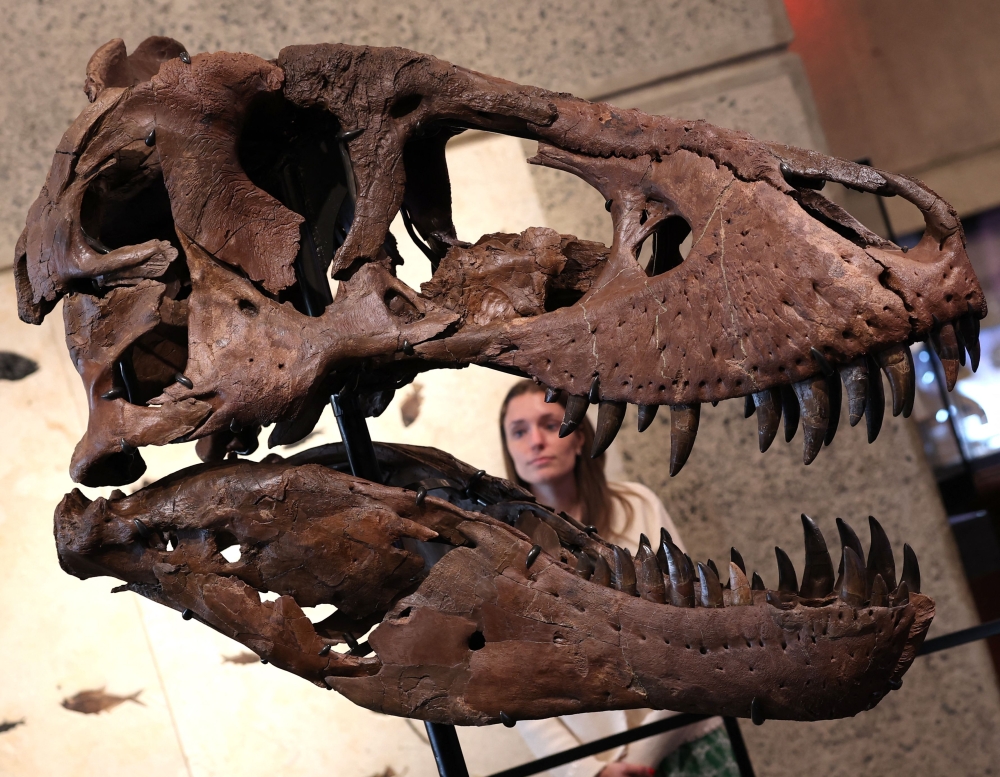 The head of ‘Gus’, part of a Tyrannosaurus Rex skeleton, one of the largest T. rex ever found, is pictured during a press preview at the Sotheby’s Breuer building in New York July 1, 2026. — AFP pic
