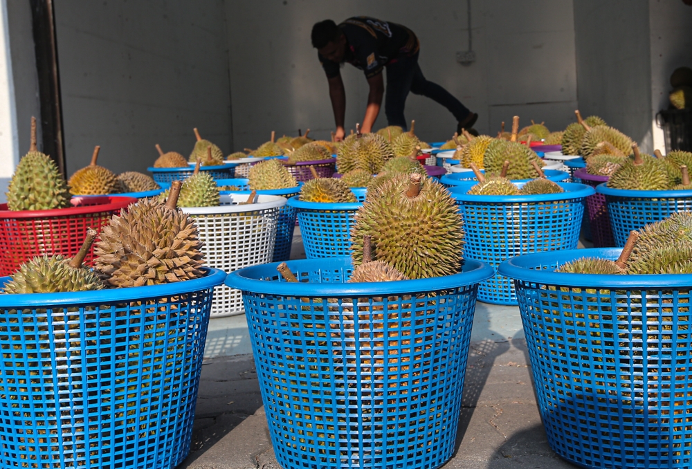 Agriculture Dept says no approval for Malaysian durian exports to China via overland routes