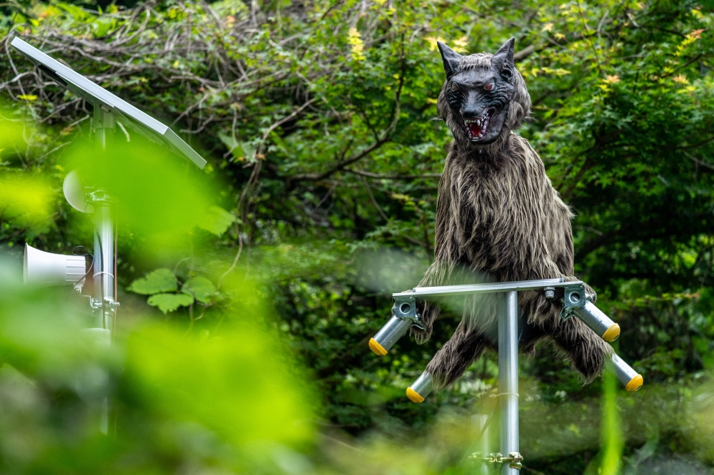Bear fear grips Japan as authorities deploy cameras and sweet bait after deadly attacks
