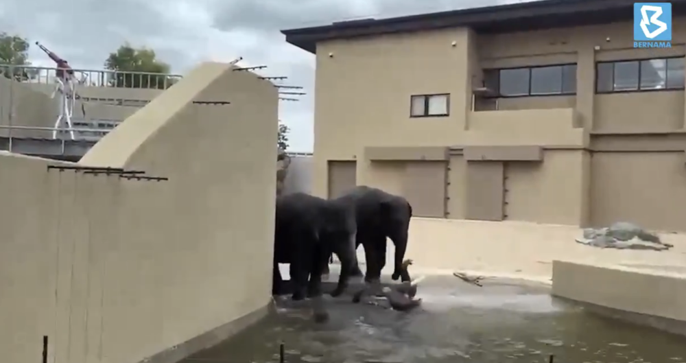 Healthy, active, and gaining weight: Taiping council says Malaysia’s three elephants envoys living the good life in Japan’s Tennoji Zoo