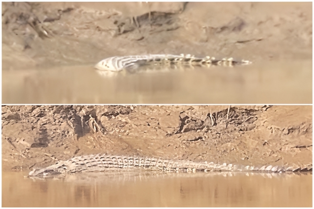 Two deaths, rising sightings: Are Sabah’s crocodiles getting too close for comfort?