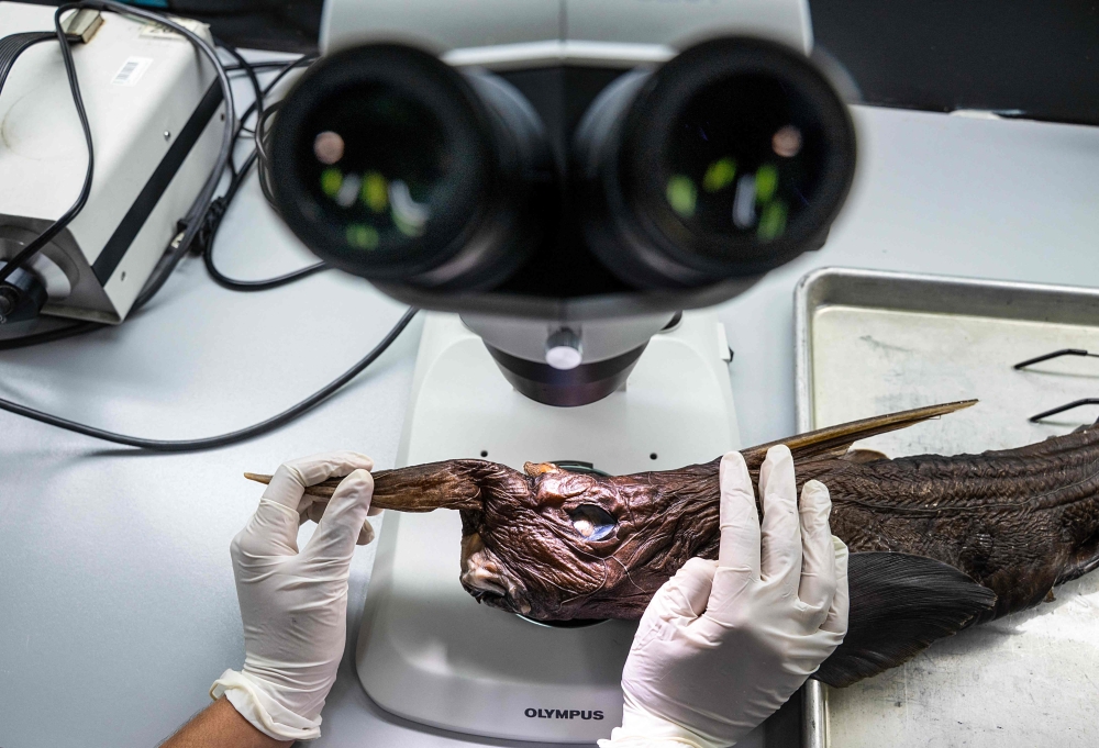 The newly discovered Costa Rican ghost shark (Rhinochimaera costaricana) is seen at the Museum of Zoology of the University of Costa Rica’s Center for Research in Biodiversity and Tropical Ecology in San Jose, Costa Rica, on July 3, 2026. — AFP pic