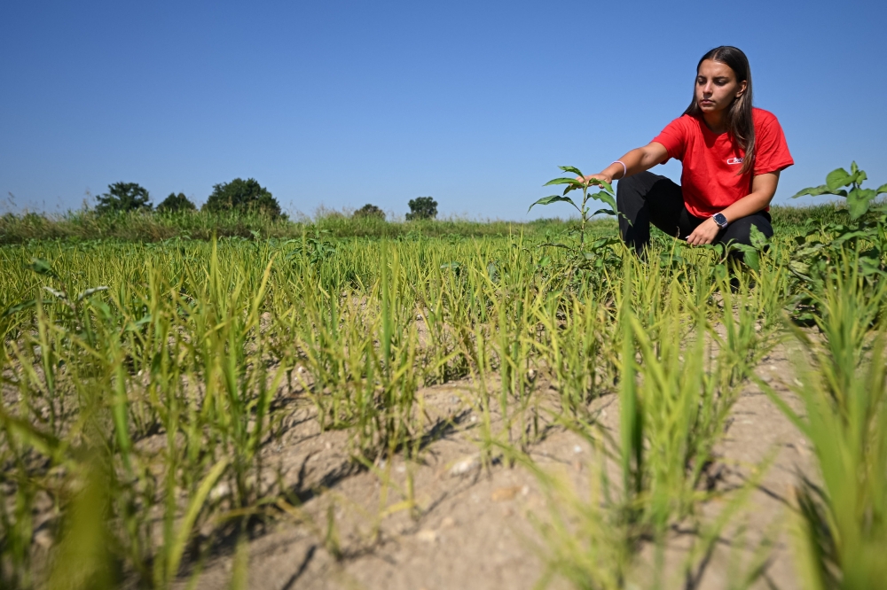 No rice, no life: Italian farmers fear another devastating drought as heatwave dries up paddies