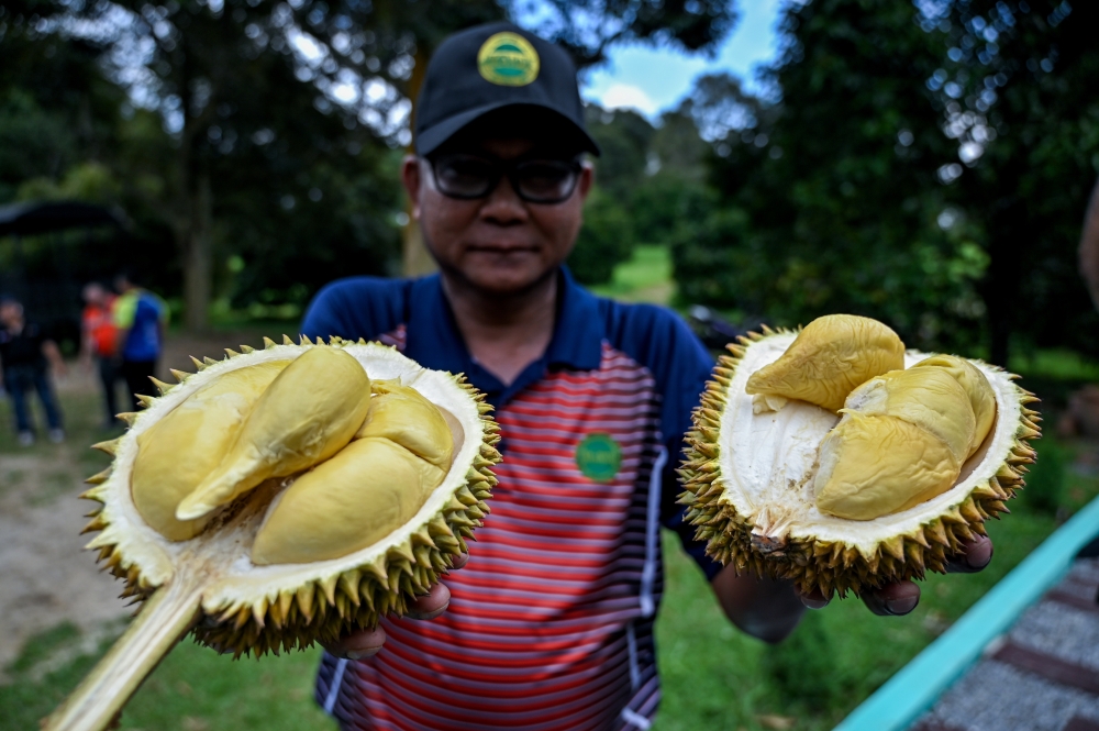 Move over Musang King because Mardi is prepping three top-secret premium durian hybrids