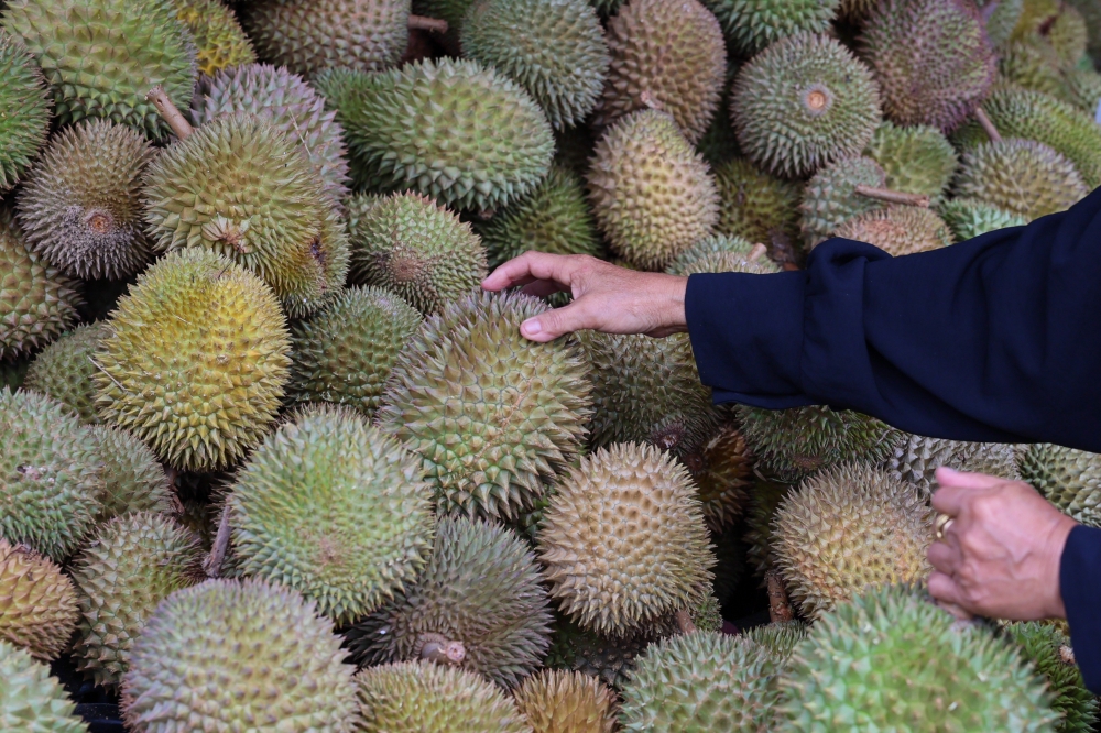 PM Anwar pledges China talks to rescue durian farmers hit by price slump in Johor