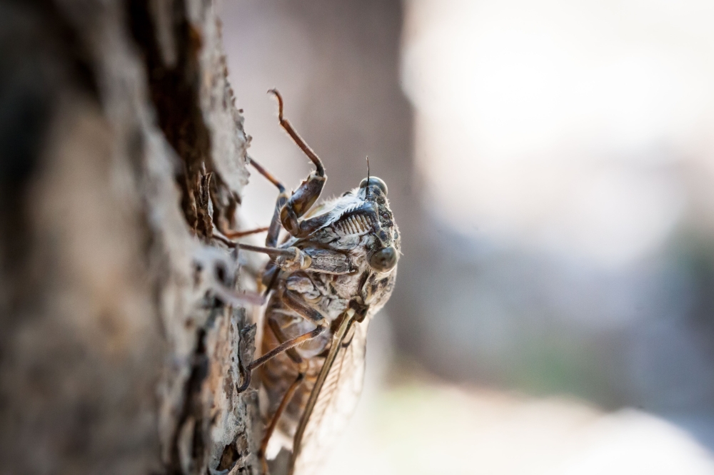 Silence of the grasshoppers: 22,000 cicadas caught in Tampines Changkat since March as light traps prove effective