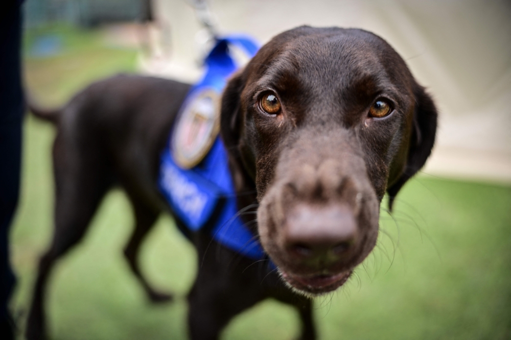 View of labrador retriever dog Sisu, of the Rescue Florida Task Force 2 team, who participated in the rescue works, at a camp in Maiquetia, La Guaira state, Venezuela, on July 4, 2026, ten days after twin earthquakes. — AFP pic