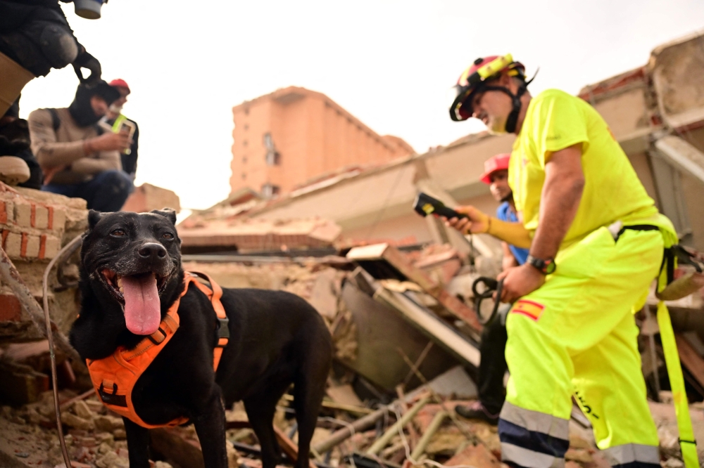 Four‑legged rescuers bring hope — and moments of joy — amid devastation in Venezuela