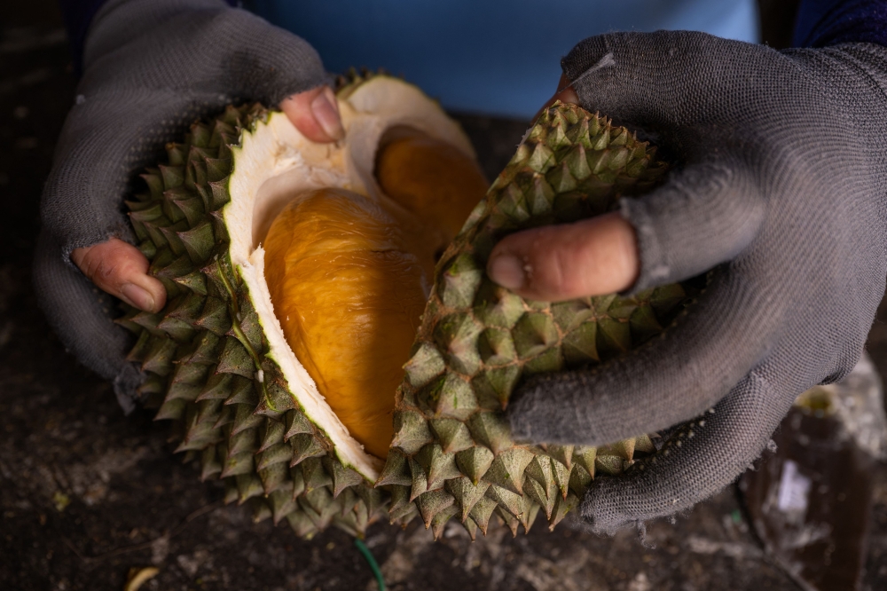Malaysia eyes overland durian exports to China through Thailand, says Mat Sabu