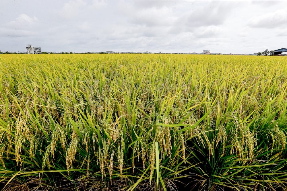 MACC: Three arrested in Kedah over alleged RM20m financing bid for paddy and rice purchases that never happened