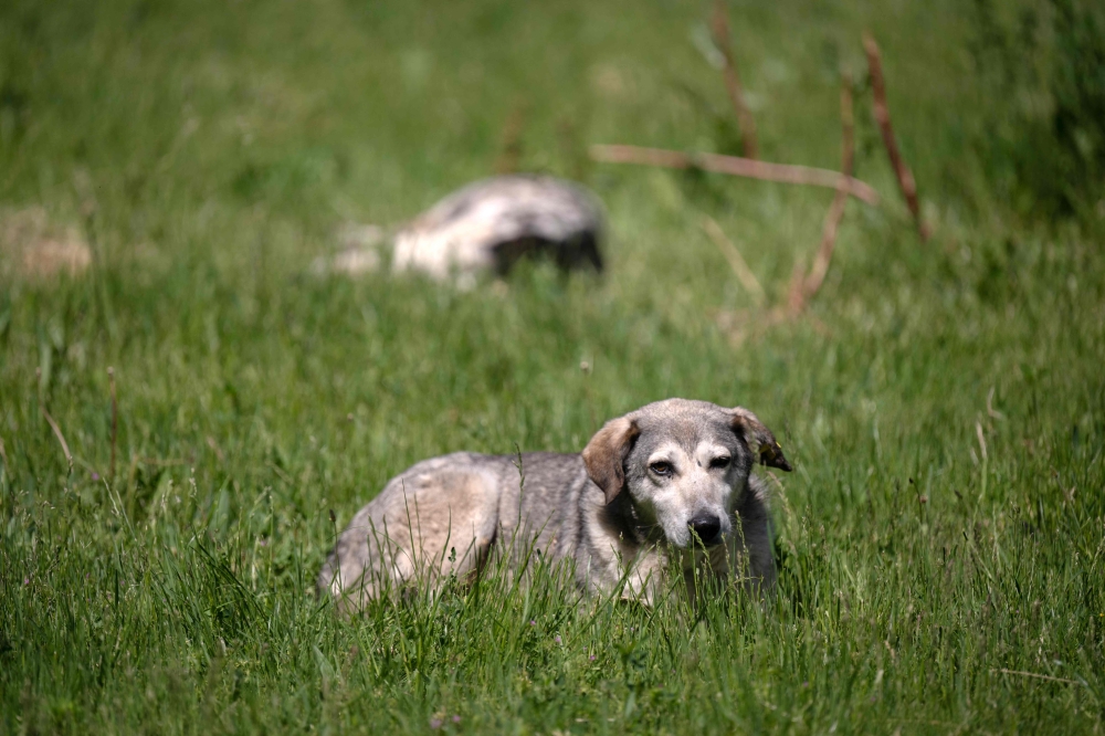 Penang to get two dog-friendly parks as councils embrace responsible pet ownership