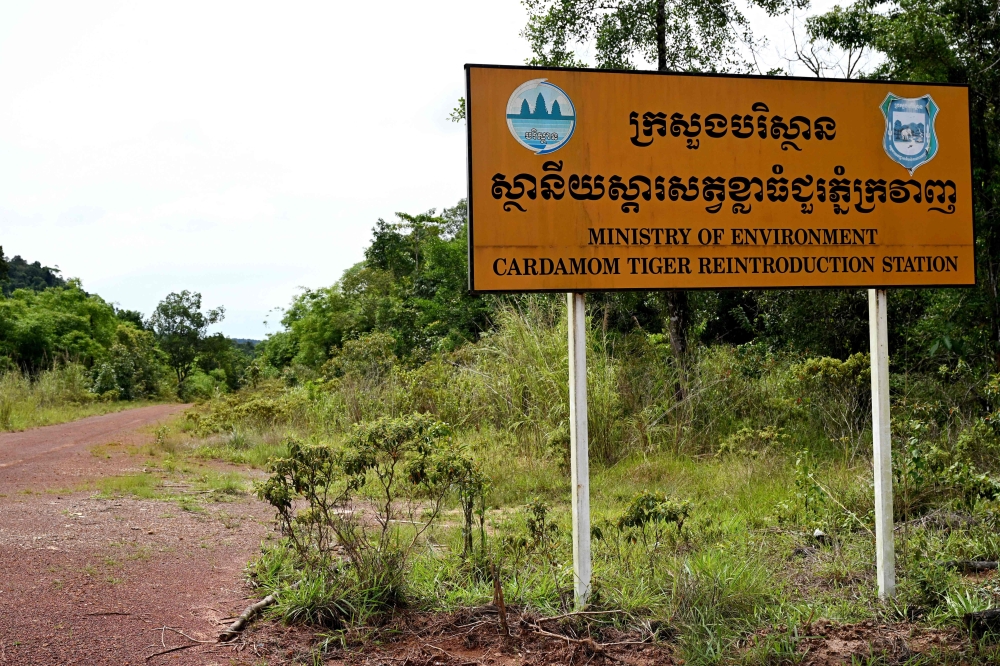 A road leads to a Tiger Reintroduction Station in the Cardamom National Park in Koh Kong province on June 11, 2026. — AFP pic