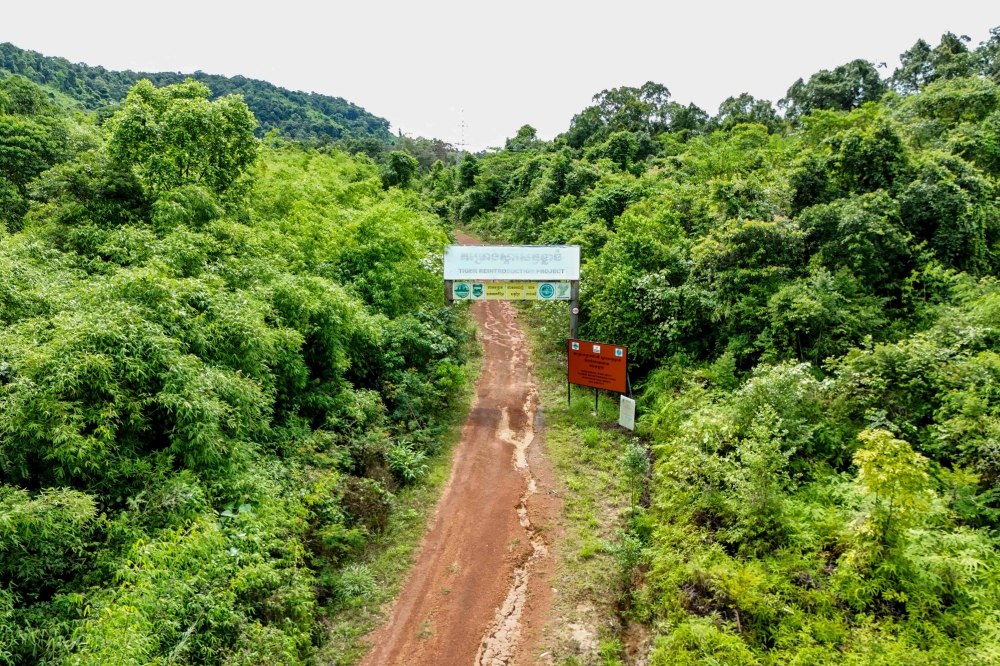 An aerial view shows the road to the Tiger Reintroduction Project in the Cardamom National Park in Koh Kong province on June 11, 2026. — AFP pic